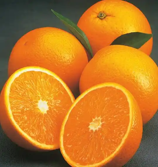 Midknight Valencia orange - overall best oranges for juicing