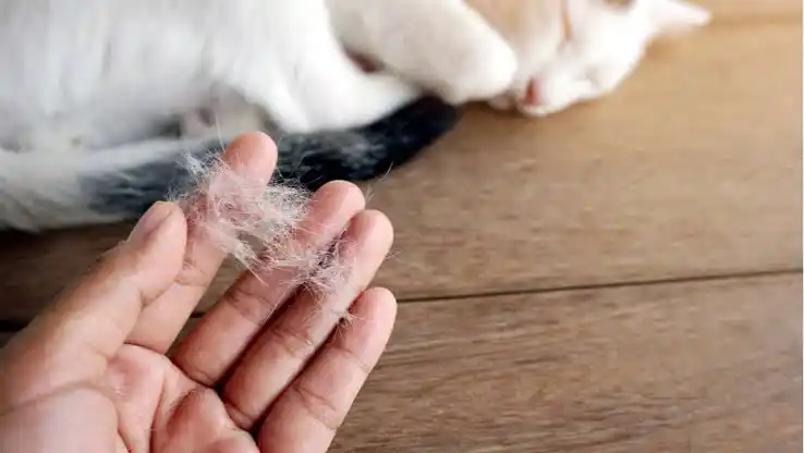 Why Is Cat Hair in the Air a Problem