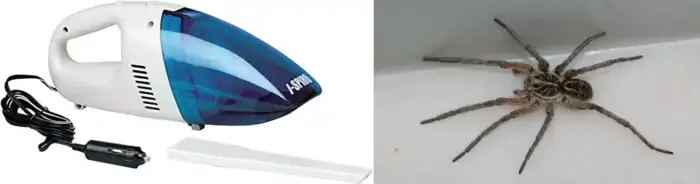 Debunking the Myth: Can Spiders Survive the Vacuum Cleaner? 2 Do spiders die when you vacuum them?