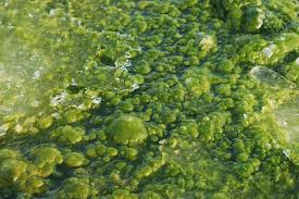 Can dead algae be vacuumed?