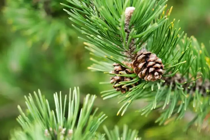 Is it OK to vacuum Christmas tree needles?
